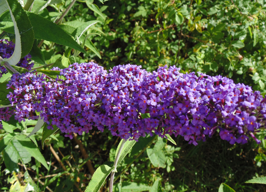 Buddleia Butterfly Suncatcher