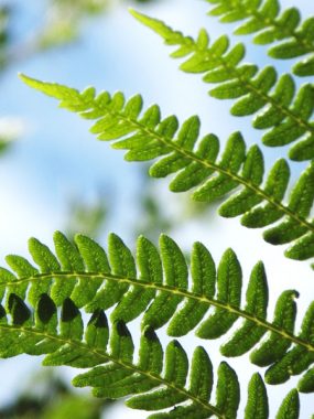 Summer Fern