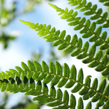 Summer Fern