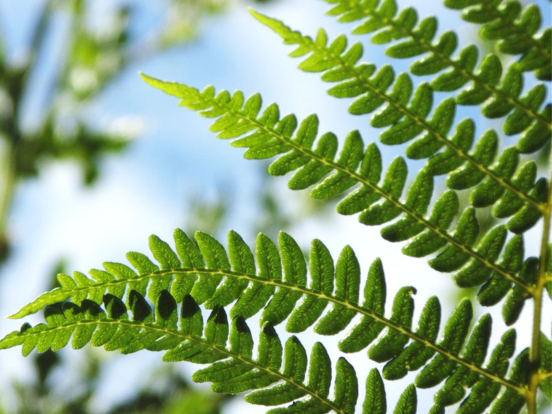 Summer Fern