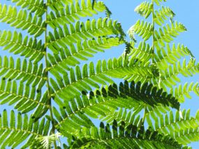 Summer Fern