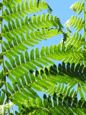 Summer Fern