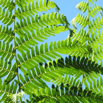 Summer Fern