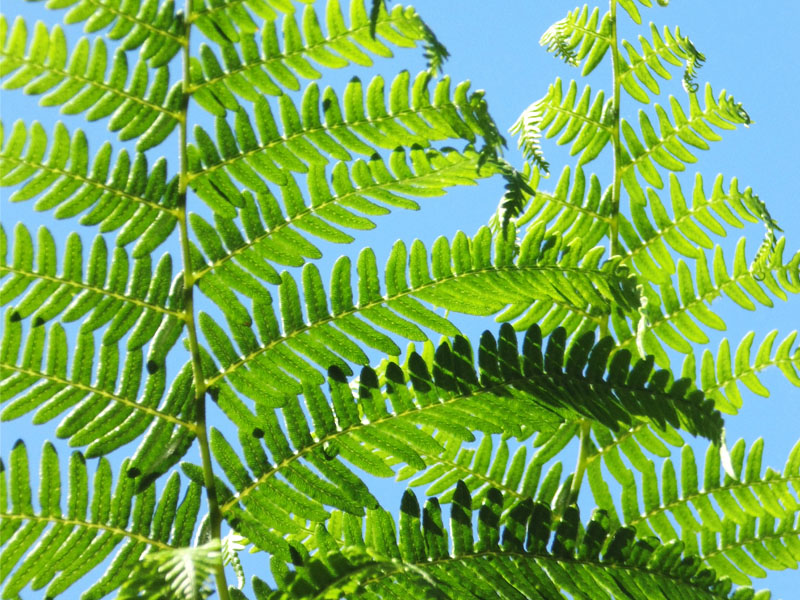 Summer Fern