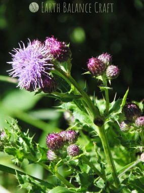 Thistle
