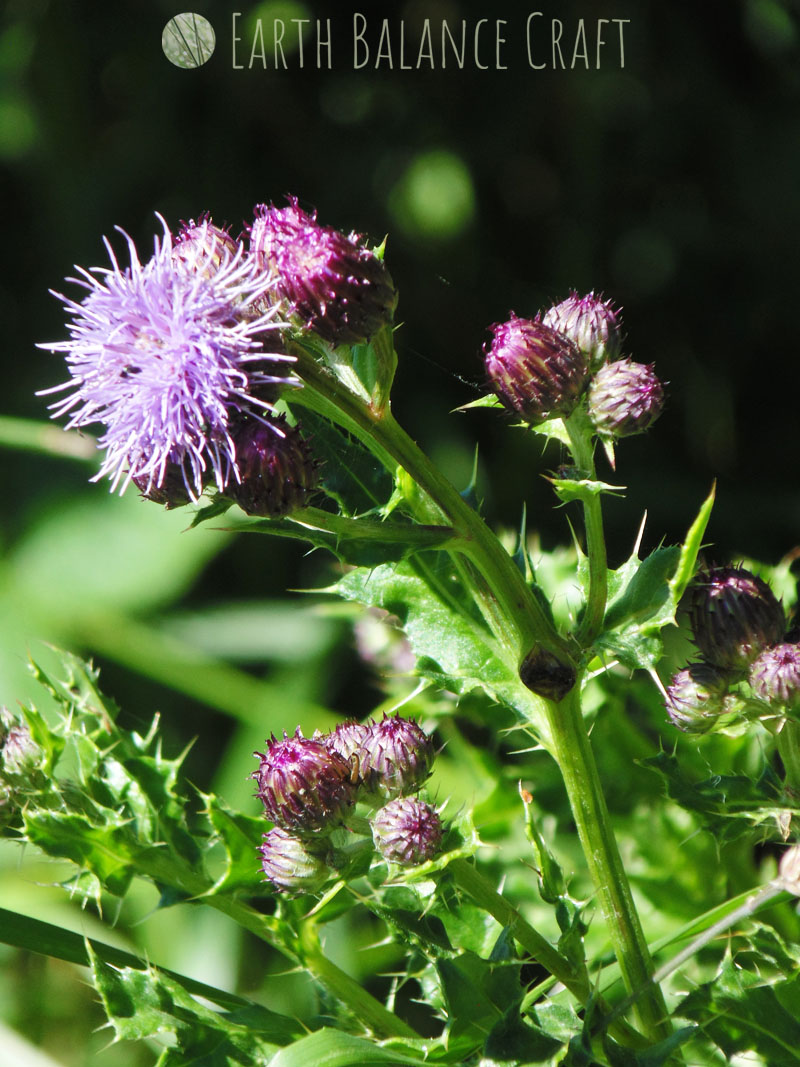 Thistle