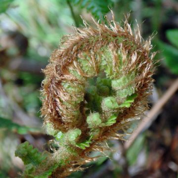 Woodland Fern