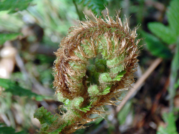 Woodland Fern