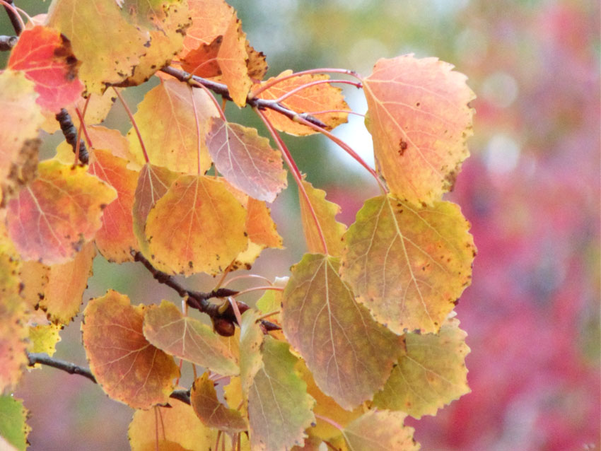 Autumn Colours