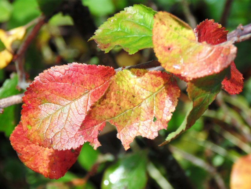 Autumn Colours