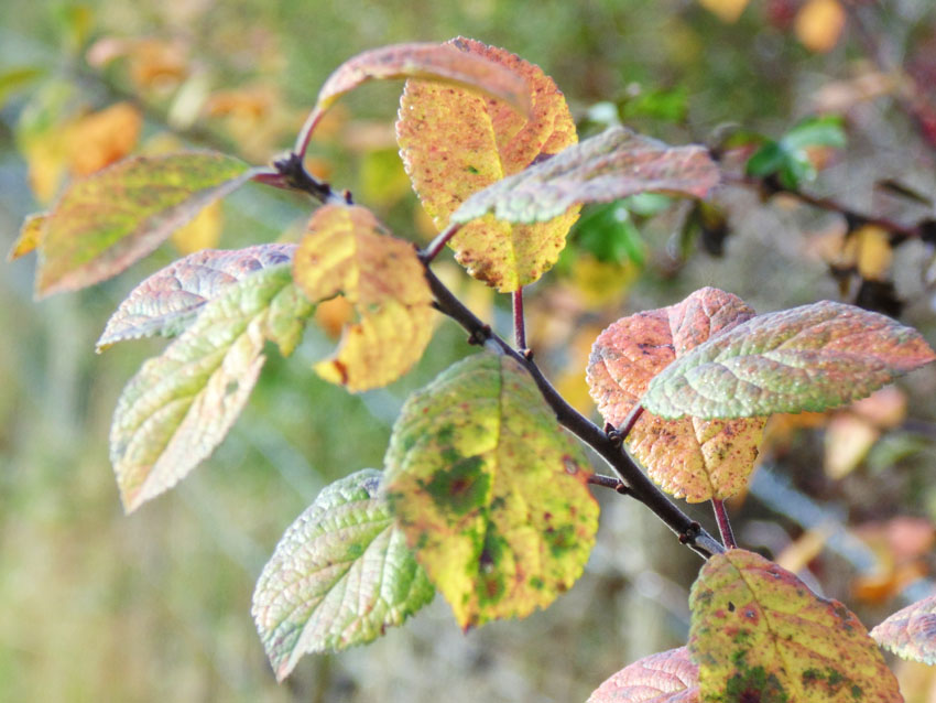 Autumn Colours