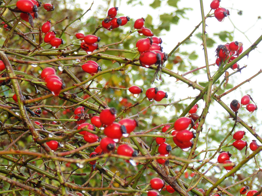 Autumn Colours