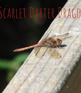 Scarlet Darter Dragonfly