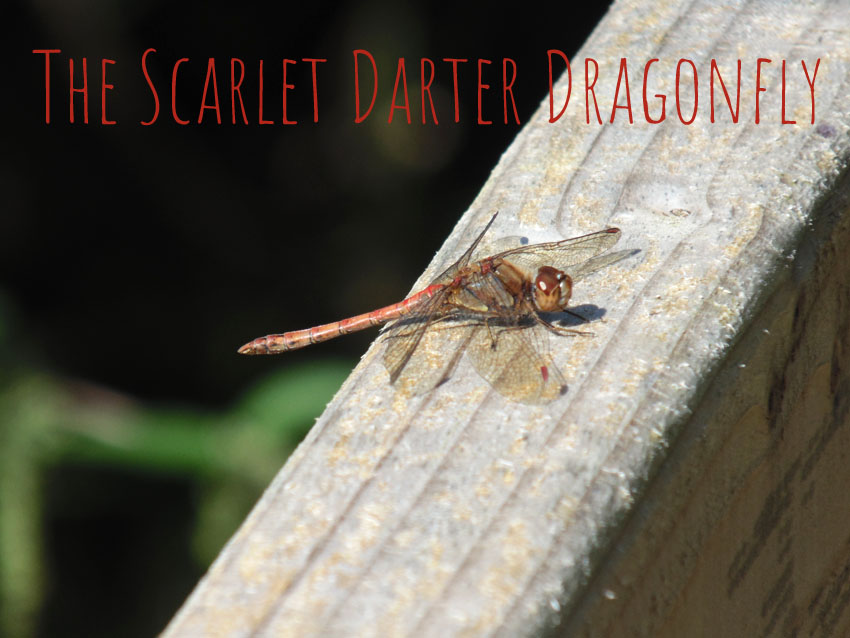 Scarlet Darter Dragonfly
