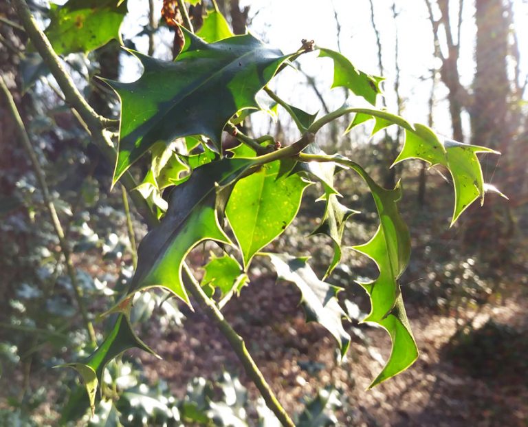 A More Traditional Christmas