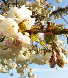 Blossom March