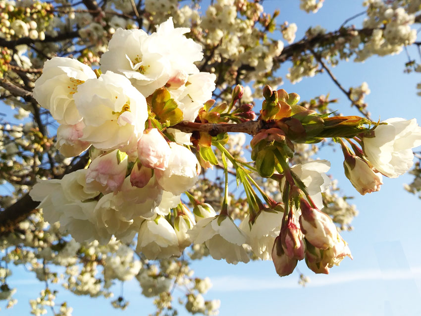 Blossom March