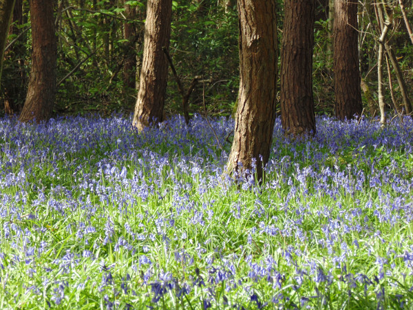 Bluebells Wood