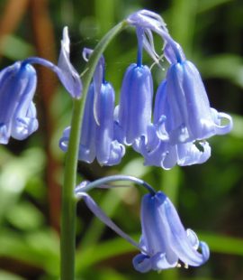 Bluebells Wood