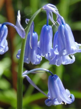 Bluebells Wood