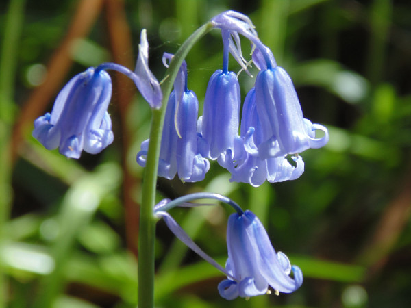 Bluebells Wood