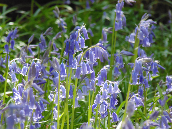 Bluebells Wood