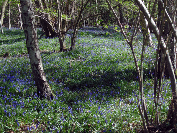 Bluebells Wood