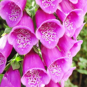 Foxglove