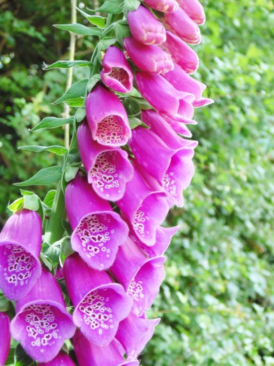 Summer Foxgloves | Earth Balance Craft