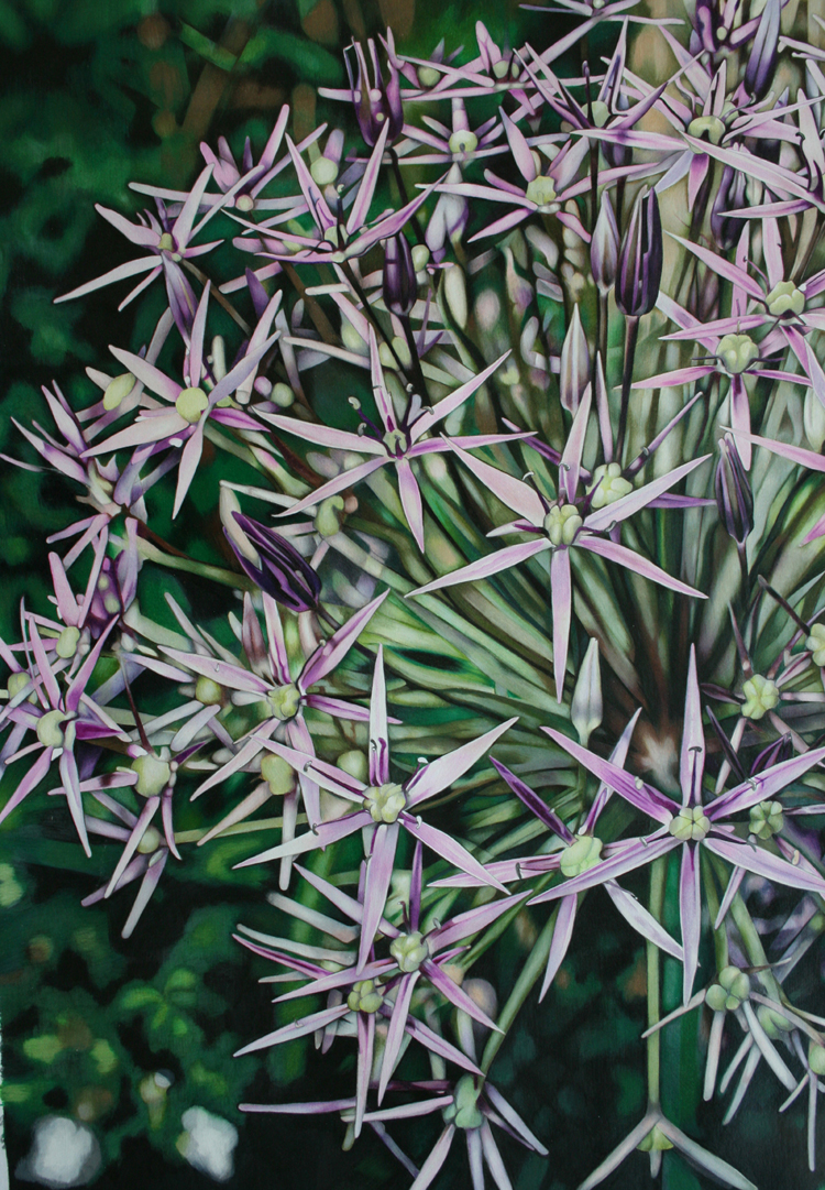 Allium Sam Cannon