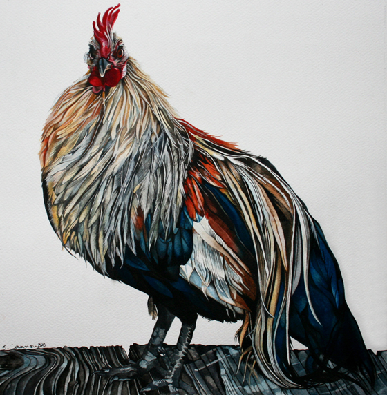 Rooster Sam Cannon Rooster Sam Cannon