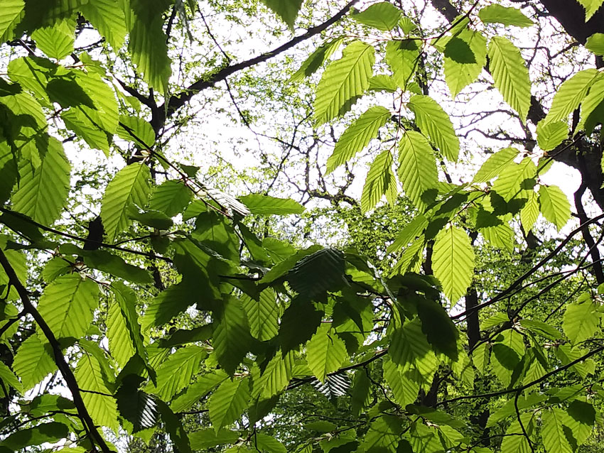 Forest Therapy Forest Therapy