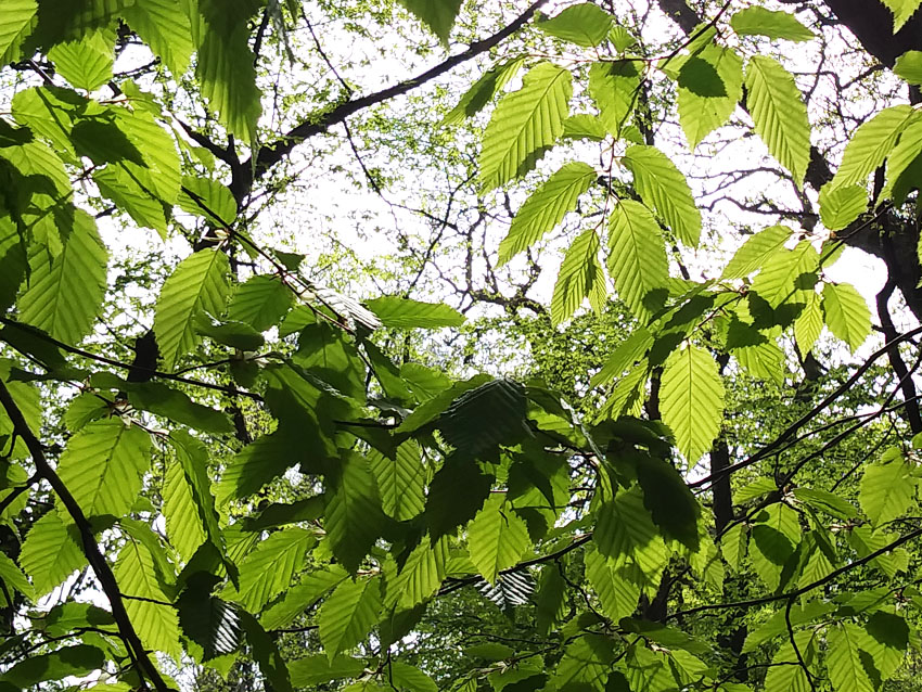 Forest Therapy