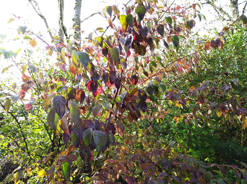 Autumn Countryside