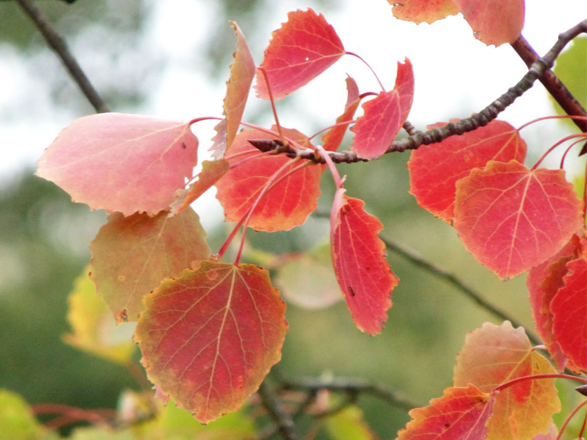 Autumn Colours