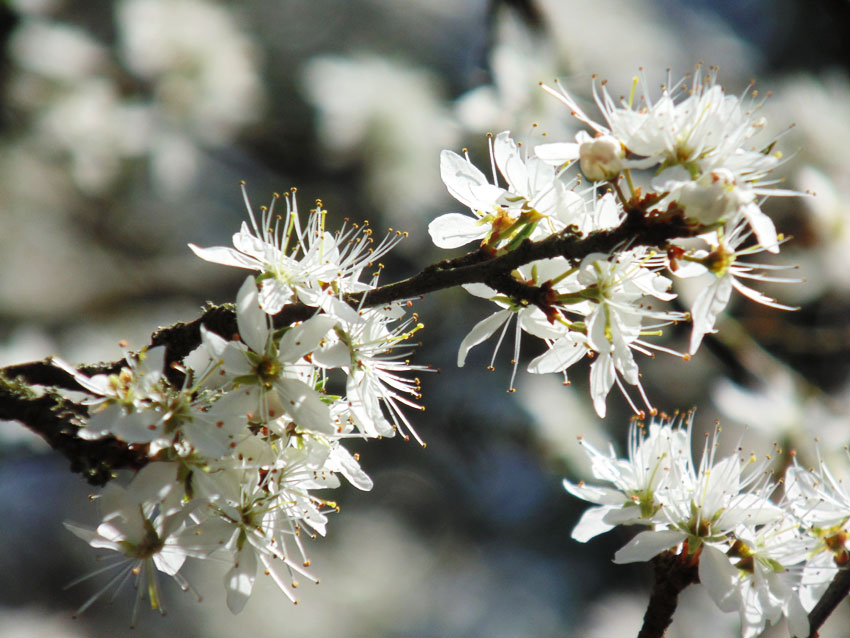 Blossom in Spring