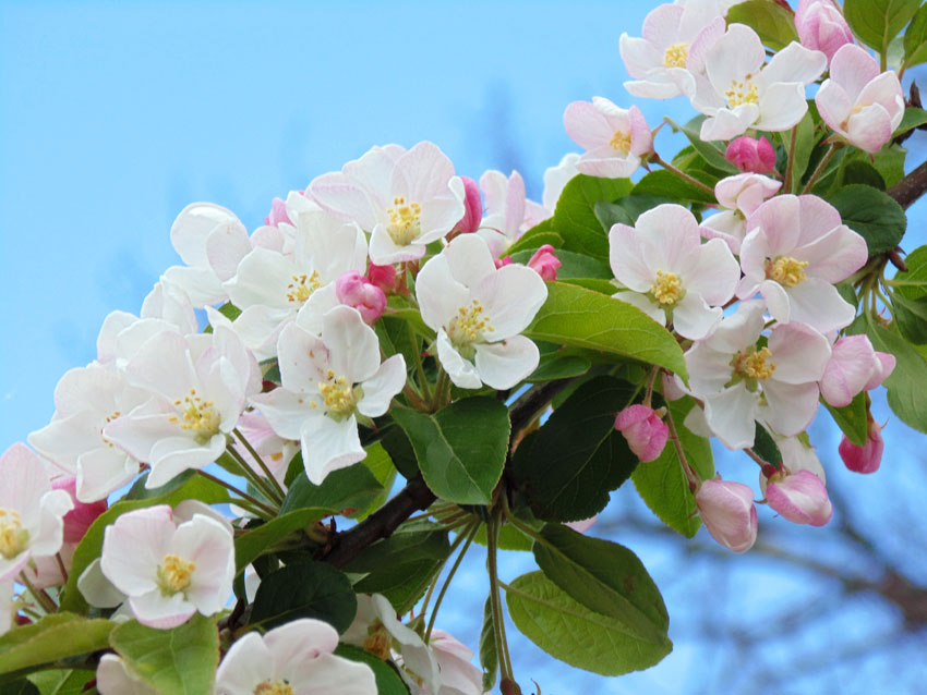 Blossom in Spring