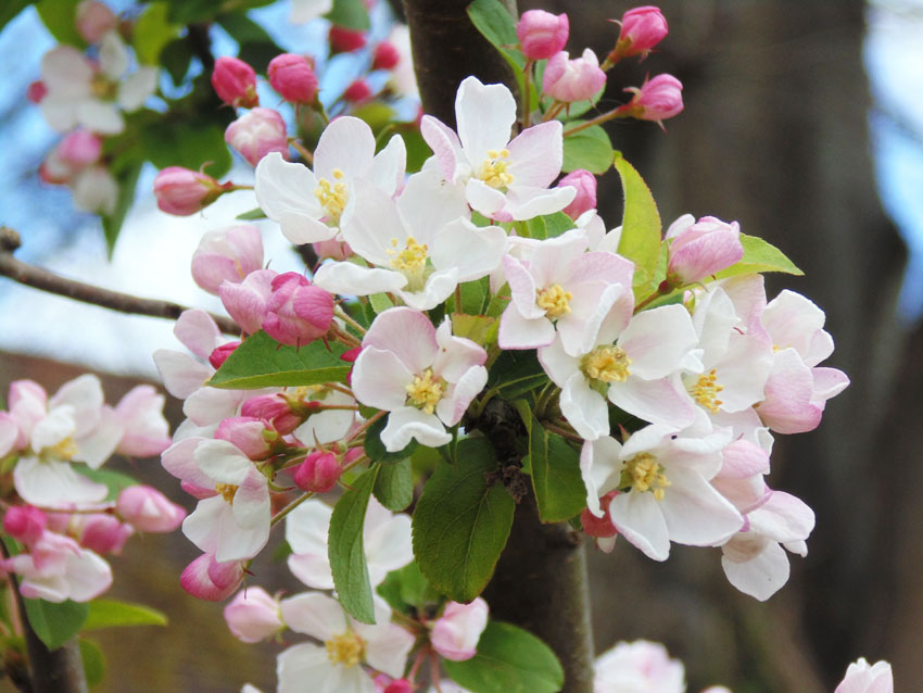 Blossom in Spring