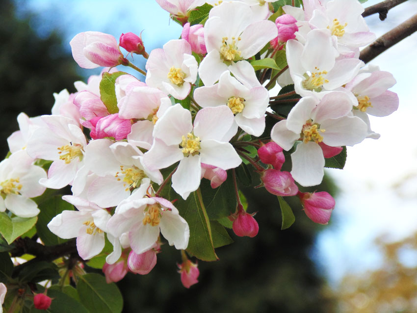 Blossom in Spring