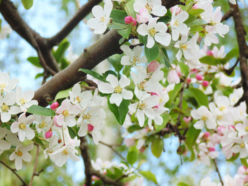 Blossom in Spring