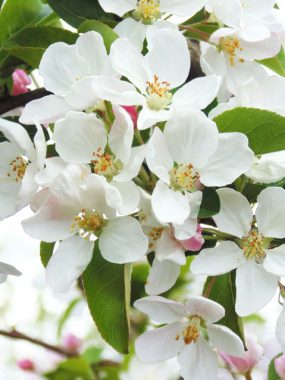 Blossom in Spring