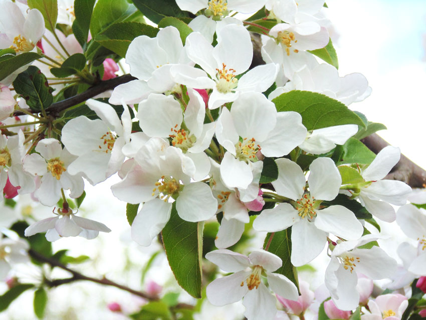 Blossom in Spring