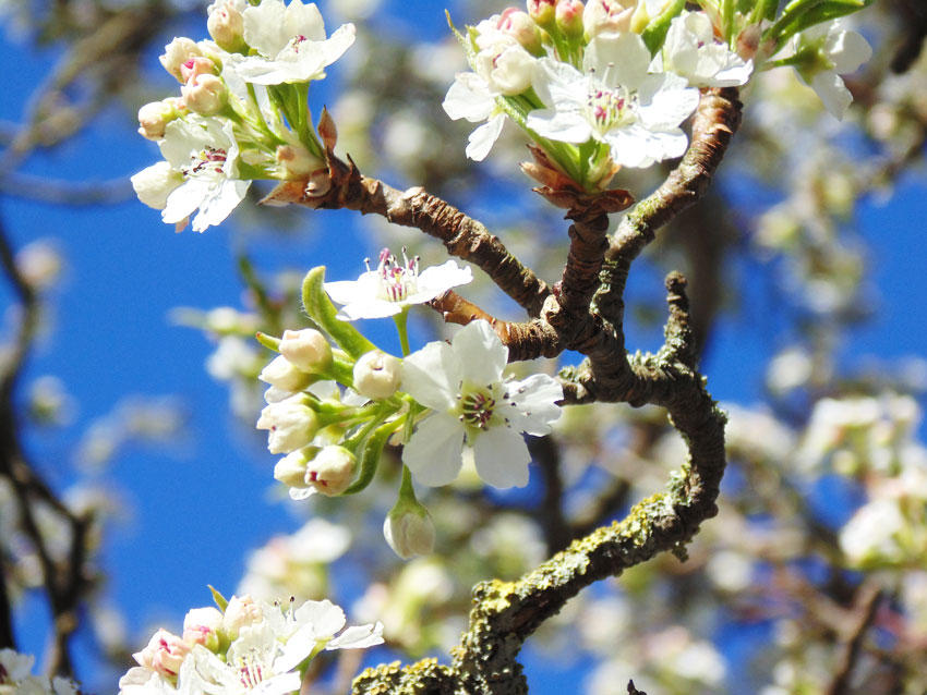 Blossom in Spring