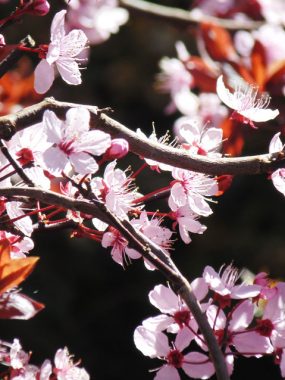 Blossom in Spring