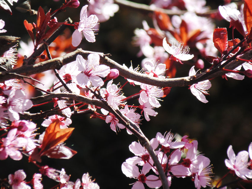 Blossom in Spring