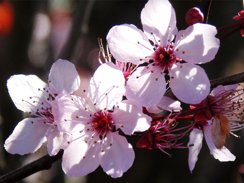 Blossom in Spring