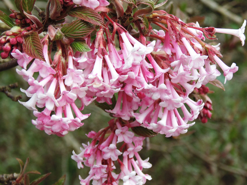 Blossom in Spring