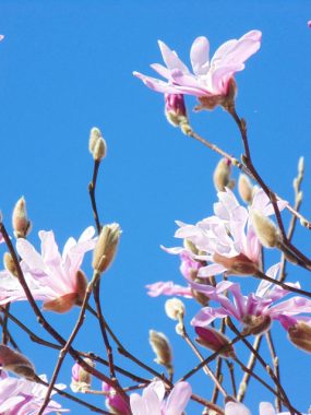 Blossom in Spring