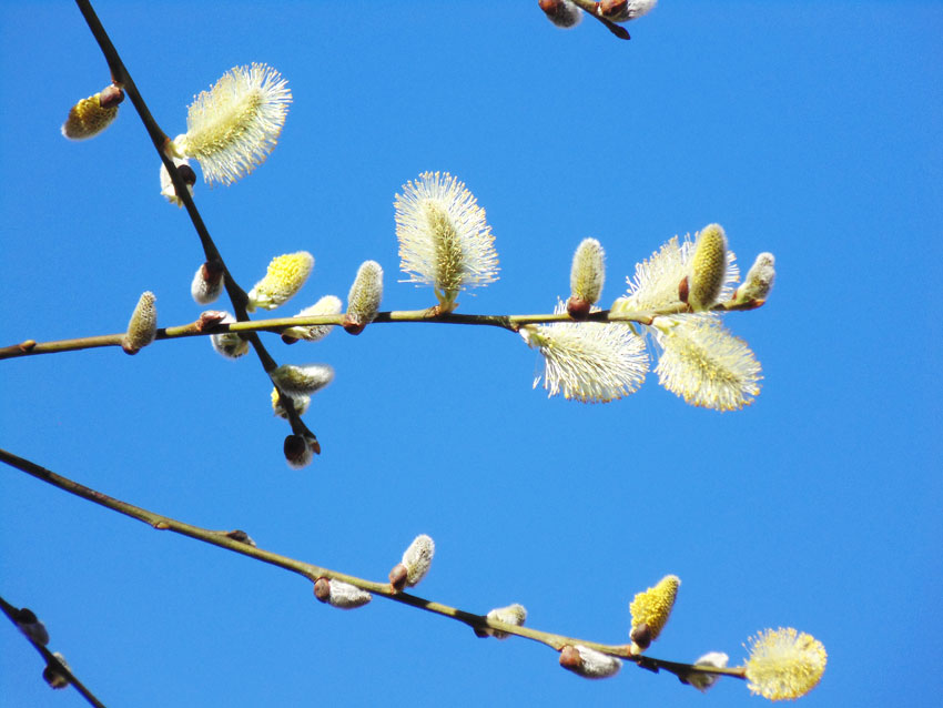 Blossom in Spring