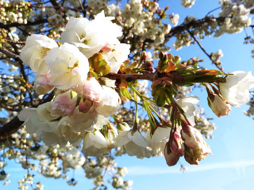 Blossom in Spring